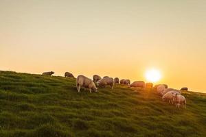 kudde schapen op een Nederlandse dijk tijdens zonsondergang