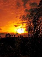 gouden zonsondergangscène met grassilhouet foto