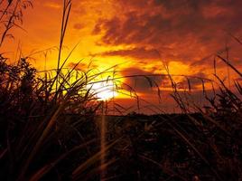 gouden zonsondergangscène met grassilhouet foto
