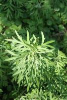 groene bladeren op topboom van gewone alsem en zonlicht. een andere naam is quinghao, zoet warmhout, grote alsem, bijvoet, absint, absinthium, absinthium alsem. foto