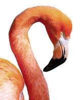 Amerikaanse flamingo - phoenicopterus ruber - mooie rood gekleurde vogel foto