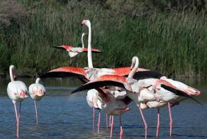 flamingo's in het nationale park van camague, frankrijk foto