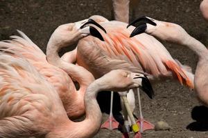 hier hebben we het over roze chileense flamingo's die roddelen foto