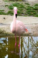 roze flamingo camera kijken