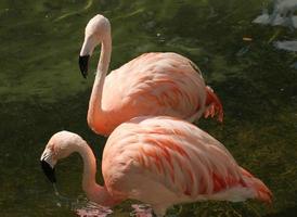 paar flamingo's foto