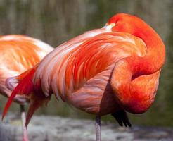 Amerikaanse flamingo - phoenicopterus ruber foto