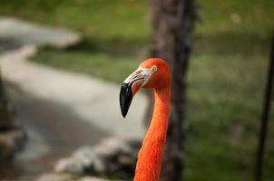 flamingo in de dierentuin van lissabon