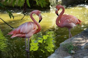 paar roze flamingo, tropische moerasachtergrond foto