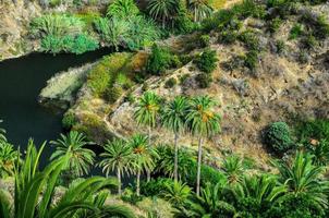 tropische canarische groene palm en meer foto