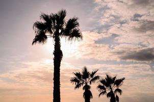 palmboom silhouet foto
