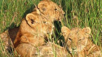 leeuw - savanne, Masai Mara National Reserve, Kenia foto