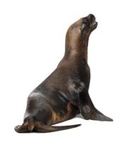california zeeleeuw, 17 jaar oud, opzoeken foto