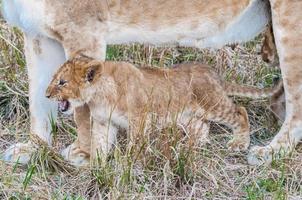 leeuw in Kenia