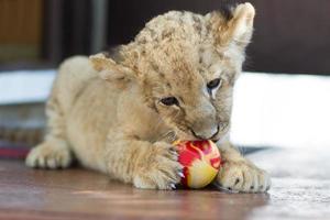 schattige kleine leeuwenwelp bijten een bal