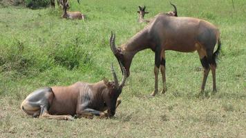 masai mara, kenia, topi, antilopen foto