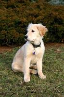 golden retriever pup