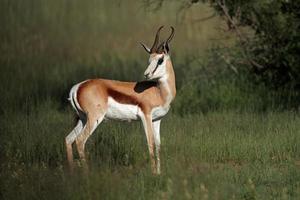 springbok antilope