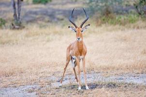 impala antilopen in de savanne foto