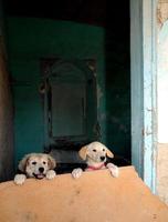 twee golden retriever pups kijken over kartonnen barrière foto