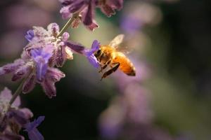 honingbij in bloem foto