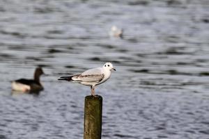 een close up van een zeemeeuw foto