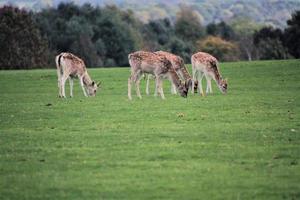 een close up van een damhert op het platteland foto