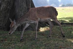 een close up van een edelhert op het platteland foto