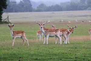 een close-up van een damhert op het platteland foto