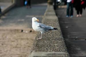 een close up van een zeemeeuw foto