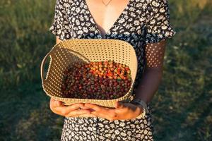 verse rijpe rode bessen van wilde aardbeien in een mand in de handen van een vrouw in een zomerjurk op het platteland in het zonlicht. geschenken van de natuur, zomervitaminen, bessen plukken, oogsten. foto