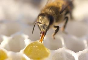 bijen zetten nectar om in honing foto