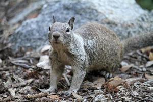 schattige en nieuwsgierige eekhoorn in Yosemite National Park foto