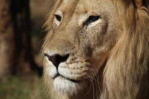 close-up van veteraan leeuw met littekens in een nationaal park in Zuid-Afrika foto