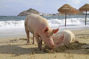 twee varkens liggen op een strand op mykonos foto