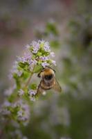 bijen verzamelen foto