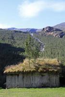 boom groeit op de top van een hut in noorwegen foto