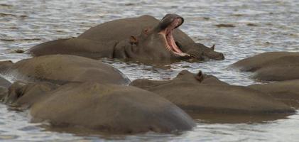 nijlpaard (hippopotamus amphibius) foto