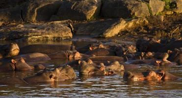 nijlpaard zwembad