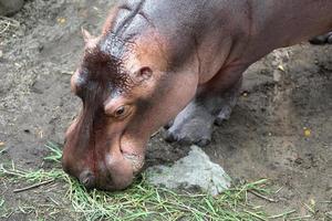 nijlpaard die vers groen gras eet