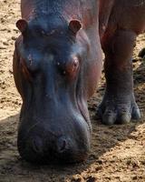 grazende nijlpaard
