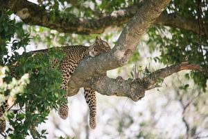 luipaard slapen op boom