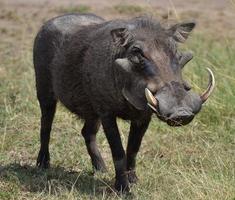 wrattenzwijn in Kenia