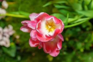 roze tulp prominent en mooi in de tuin. foto