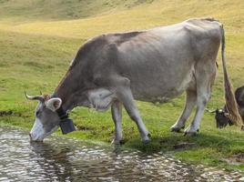 Zwitserse melkkoe het voeden gras op een alpiene weide