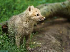 poolwolf in dierentuin foto