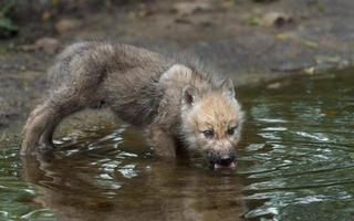 poolwolf in dierentuin foto