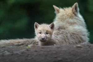 poolwolf in dierentuin foto