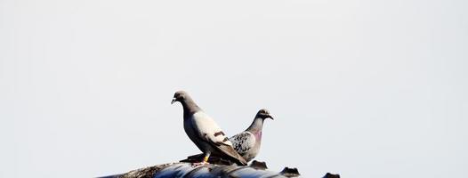 twee duiven op een dak