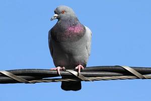 rock pigeon columbia livia staande op kabeldraden foto