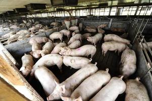 varkensboerderij